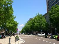イチョウ並木にレトロな建造物が美しい、横浜のシンボルストリート