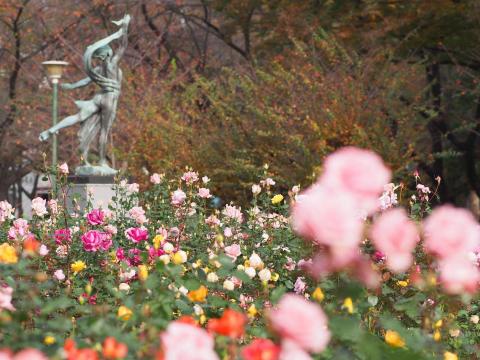 約170種、3,000株のバラが咲き誇る県内有数のバラ園が自慢